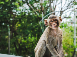 montagne singes floralies